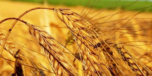 Bayraktar: Buğdayda 30 milyon ton üretim hayal değil