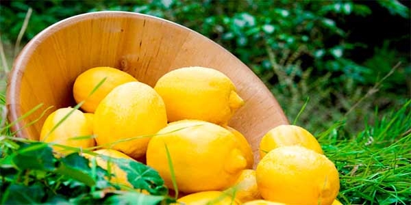 Limonun kilo fiyatı düşüyor