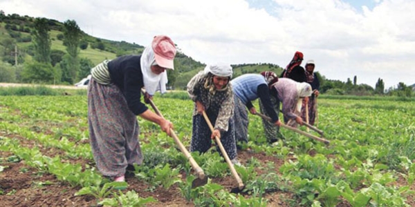 Uşak'ta 788 köylü hakkında sahtecilik dava açıldı