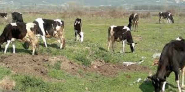 Denizli'de il genelinde karantina uygulaması başlatıldı