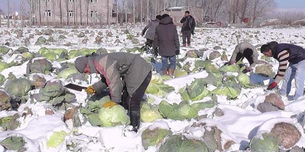 Lahana kar altında kaldı