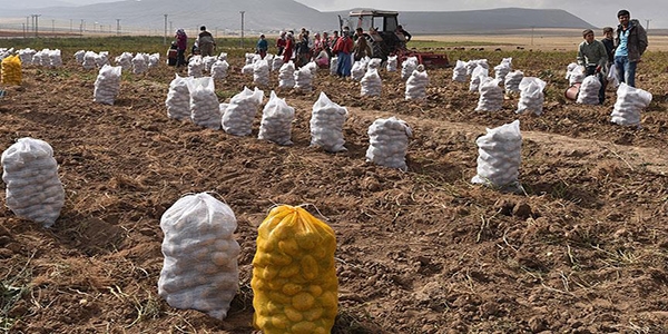 Terör yüzünden tonlarca patates depoda kaldı