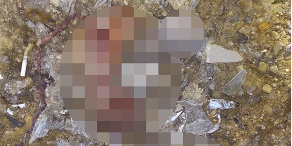 Çöplükte 26 cenin bulundu