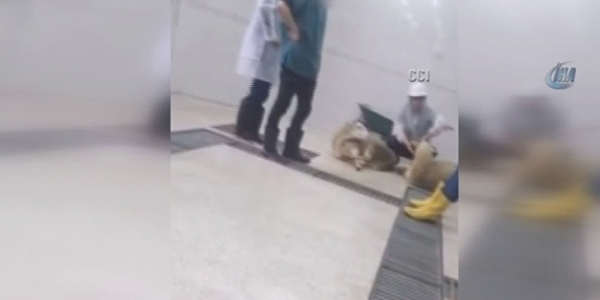 Aktivistler, Veterinerlik fakültesini bastı!