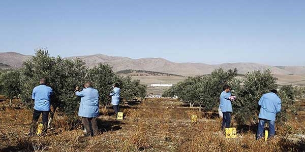 Ceviz mahkumlara 'altın bilezik' olacak