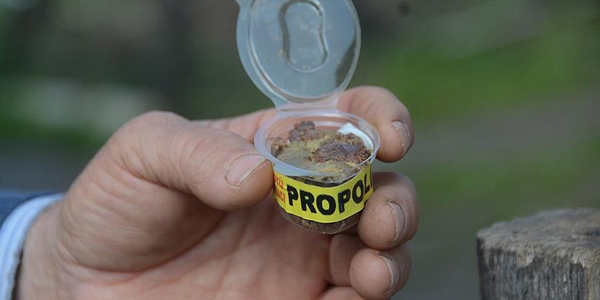 'Dünyanın en güçlü antioksidan kaynağı: Propolis'
