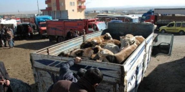 Hayvanlarn nakil srasnda dinlendirildii yerlerle ilgili dzenleme yl sonunda