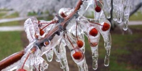Meteorolojiden Akdeniz çiftçilerine zirai don uyarısı
