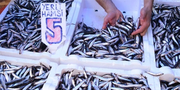 Hamsi kalp krizine karşı koruyor