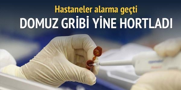 Domuz gribi alarmı