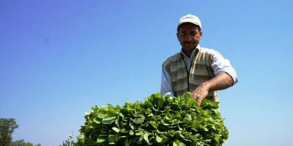 Denizli'den 240,5 milyon liralık tütün üretildi