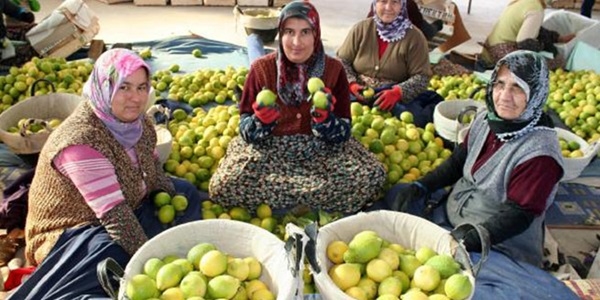 Limonun fiyatı yüzde 50 arttı