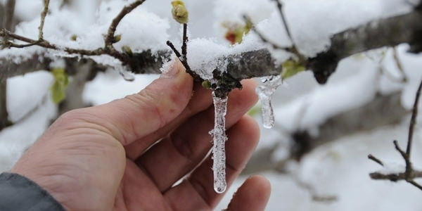 Meteorolojiden zirai don uyarısı