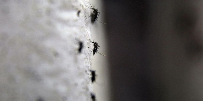 DSÖ Zika virüsüyle ilgili acil durum ilan etti
