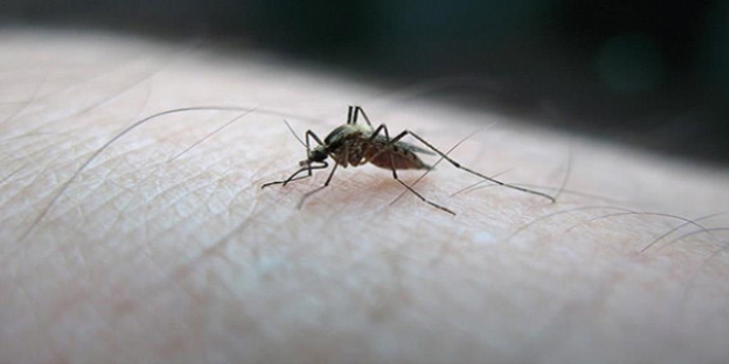 Seyahat tutkunlarına Zika virüsü uyarısı