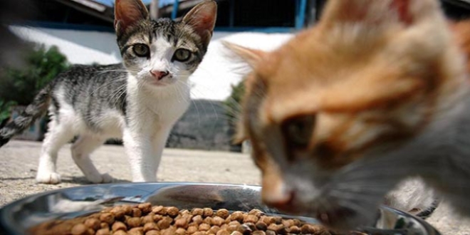 Kedi köpek maması ithalatına 41 milyon dolar
