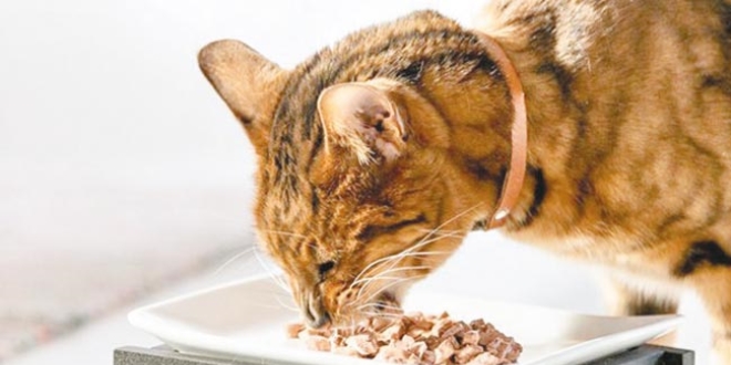 Kedi köpek maması ithalatına 41 milyon $