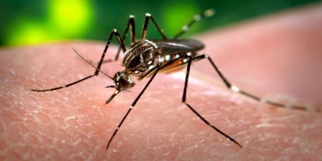 Zika yayılmaya devam ediyor