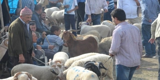 ap karantinas sona erdi: negl hayvan pazar yeniden ald