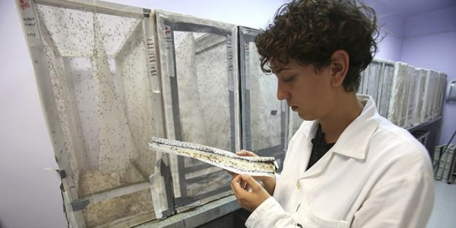 Zika virüsünün DNA dizilimi keşfedildi