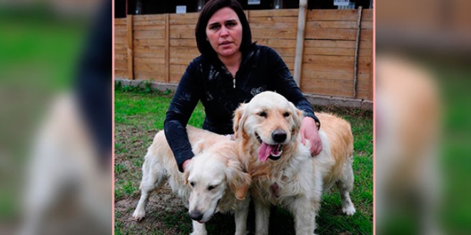 Tahliye kararı verilen köpekleri icra memuru aldı