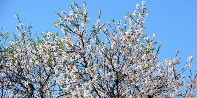 Baharın müjdecisi Nevruz çiçekleri açtı