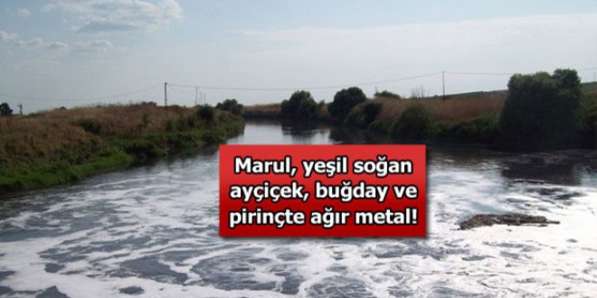 Ergene'de yetişen ürünlerde ağır metal