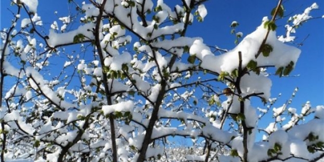 Meteorolojiden zirai don uyarısı