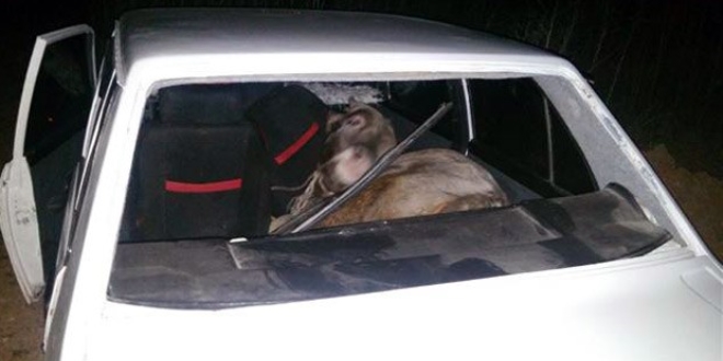 150 kiloluk danayı otomobille çalmaya kalkıştılar