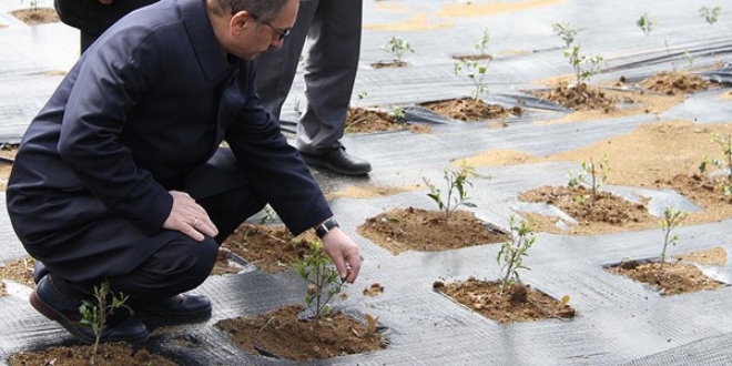 Çay bahçeleri için 'gen havuzu' projesi