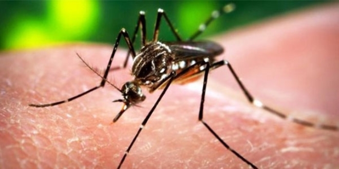 Zika virüsünün üç boyutlu görüntüsü elde edildi