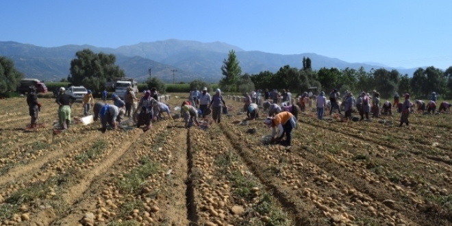 Geçen yıl 5 liraya çıkan patates, 20 kuruşa düştü