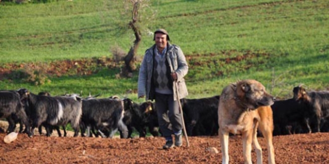 Atanamayan öğretmen şimdi çobanlık yapıyor!