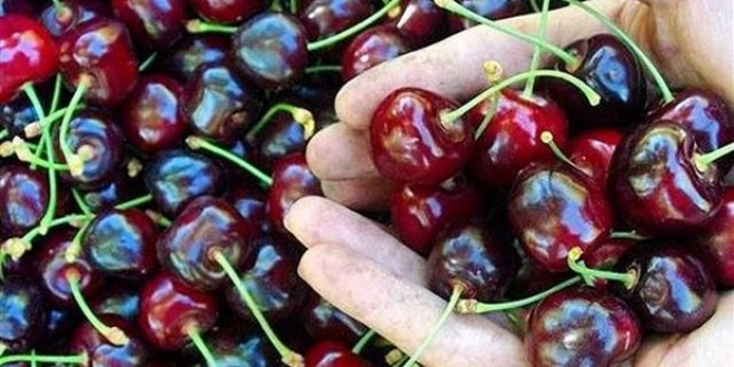 Sezonun ilk kirazı, kilogramı 125 liradan satıldı