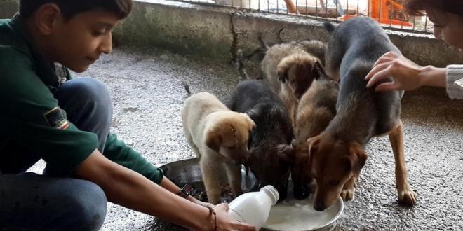 Sahipsiz dostlara '5 yıldızlı' bakım