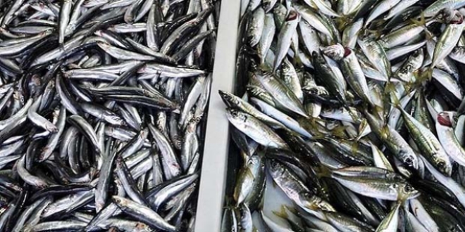 Av sezonu sonuna doğru balık fiyatları ucuzladı