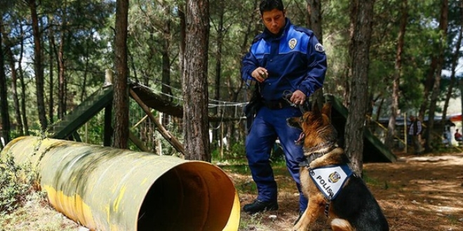 Dedektör köpekler güvenlik güçlerinin en büyük yardımcısı