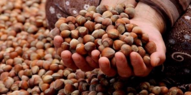 'Fındık fiyatlarındaki düşüş dönemsel bir durumdur'