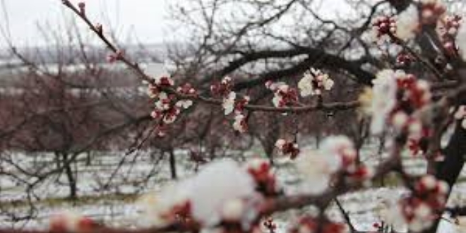 Meteoroloji'den bazı bölgeler için zirai don uyarısı