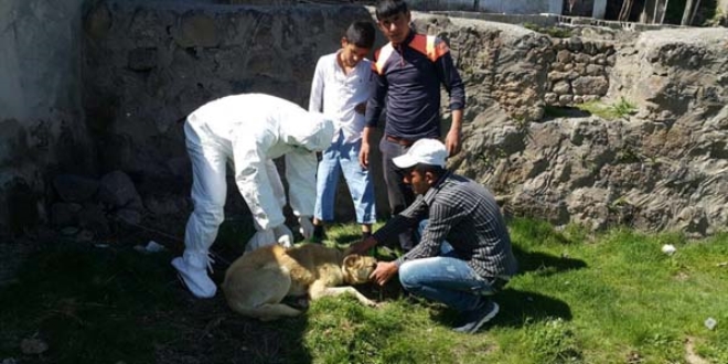 Ar'da bir mahalle de 'kuduz' karantinas