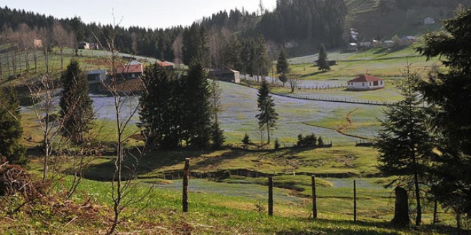 Da ve yayla turizminin yeni gzdesi: Tonya