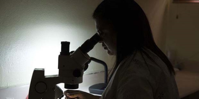Zika virüsü beyin hücrelerini küçültüyor