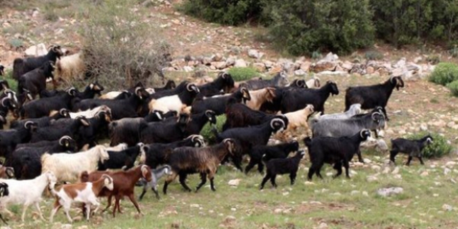 Doğal ve yerli et üretimi projesi başladı