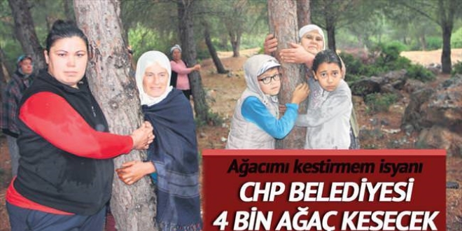CHP'li belediye 4 bin ağacı kesecek