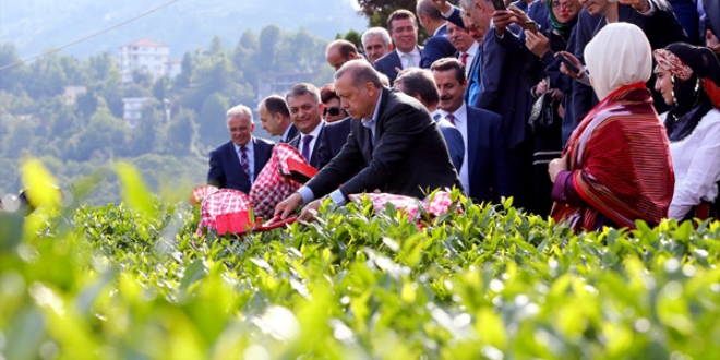 Erdoğan, Çaykur Ziraat Bahçesi'nde çay topladı