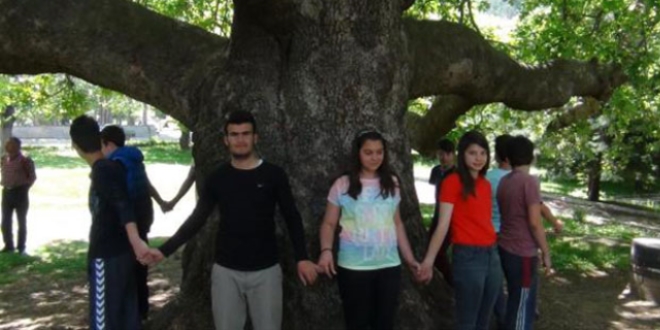 4 asırlık çınar gençlere emanet