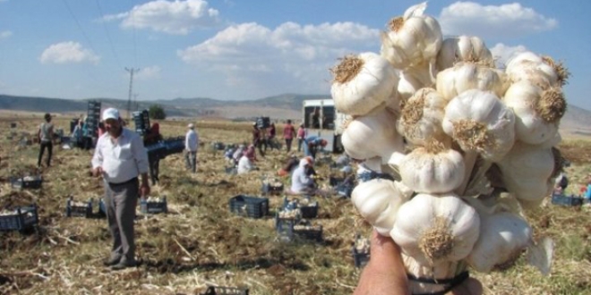 Araban sarımsağı 10 bin kişiye ekmek kapısı oldu
