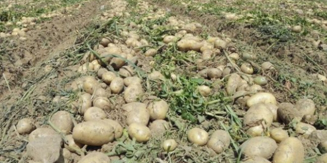 ukurova'da fiyatlar ykselir diye patates toplanmyor