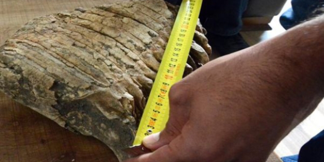 Kahramanmaraş'ta mamut çenesi kemiği bulundu
