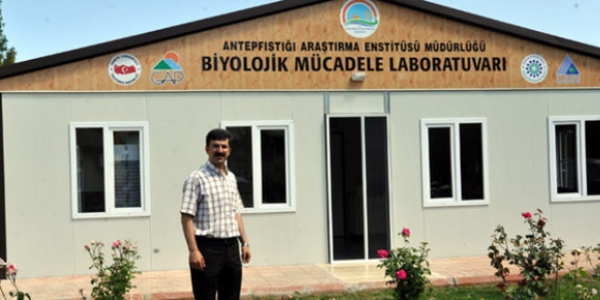 Antep fıstığı zararlısıyla 'böcekli' mücadele